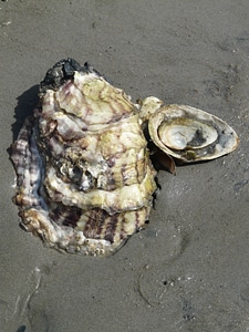 Crassostrea pacifica crassostrea gigas animal