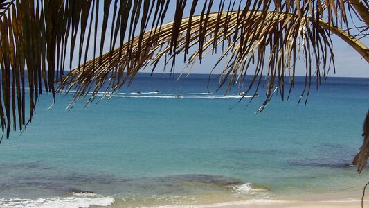 Beach palm trees vacations