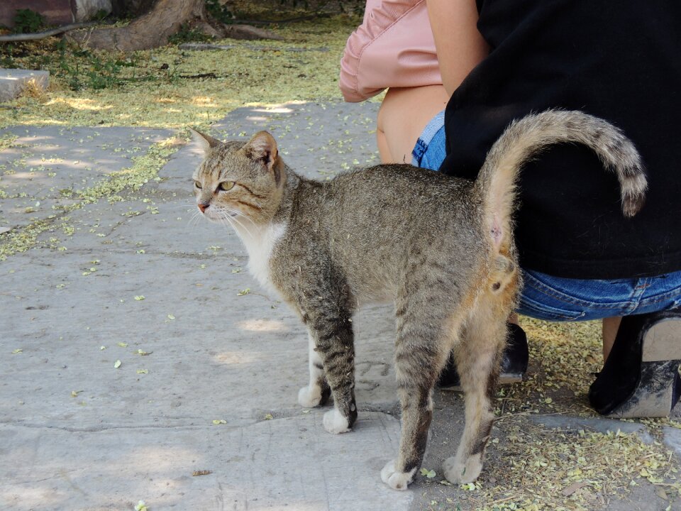 Tigercat alley cat cat face