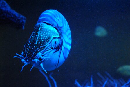 Nautilus living fossils blue photo