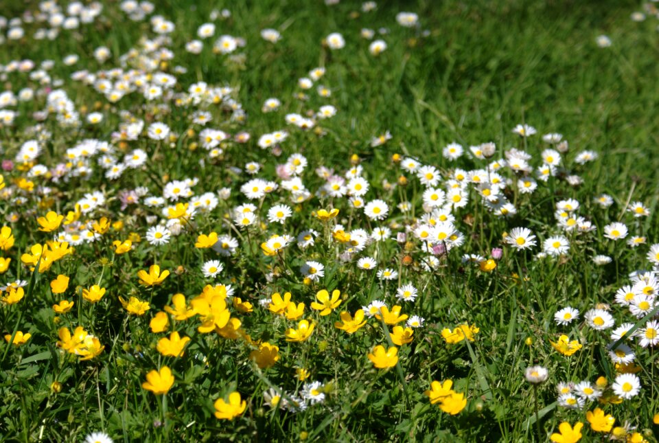 Spring garden margaritas nature