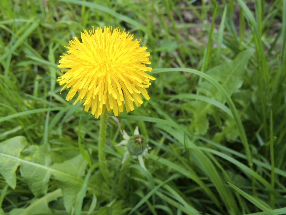 Dandelion plant grass