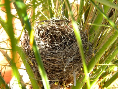 Bird's nest nature nest photo