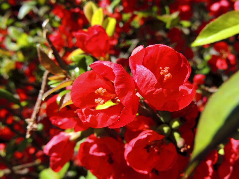 Red garden plant