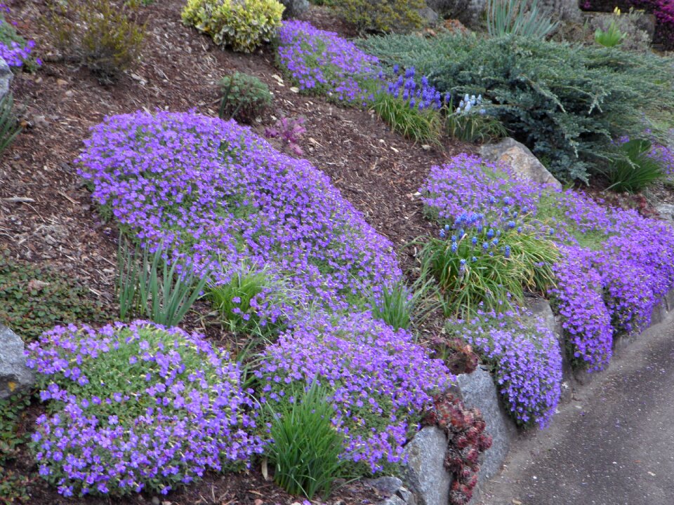 Blütenmeer blue garden blue cushions photo