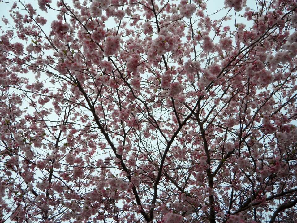 Pink flowers bloom