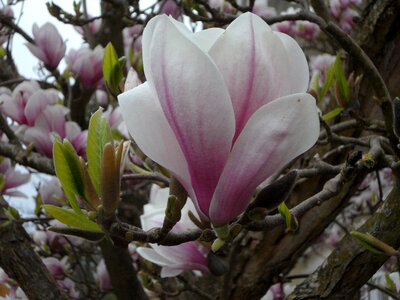 Magnolia bloom spring