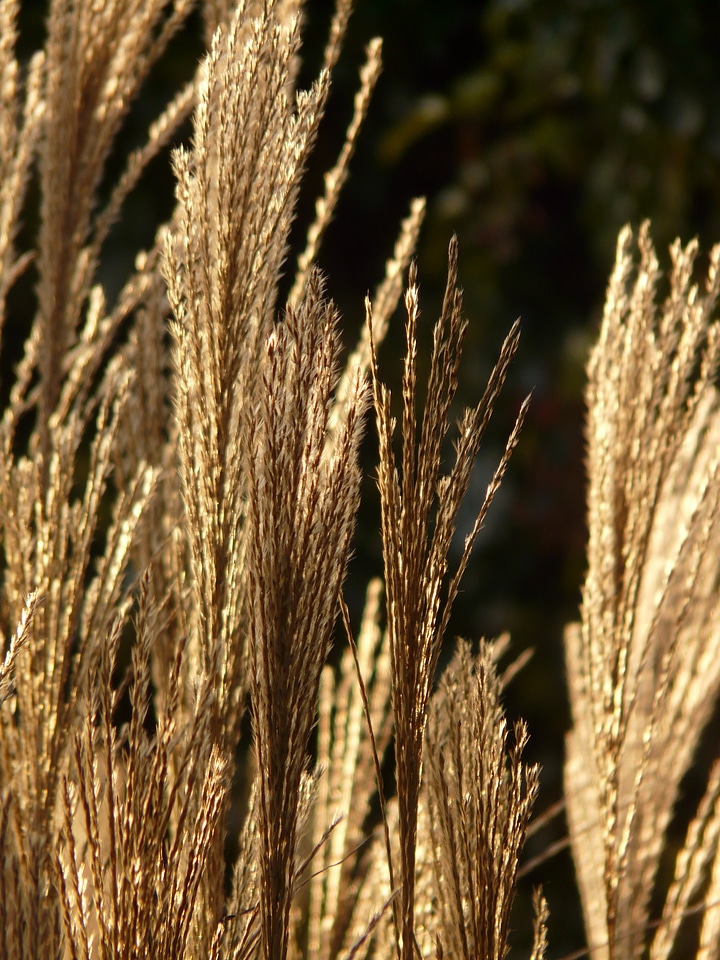 Licorice poaceae silver spring