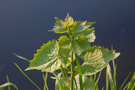 Plant nettle nature