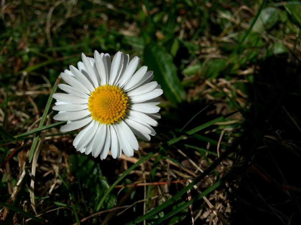 Flower flowers white