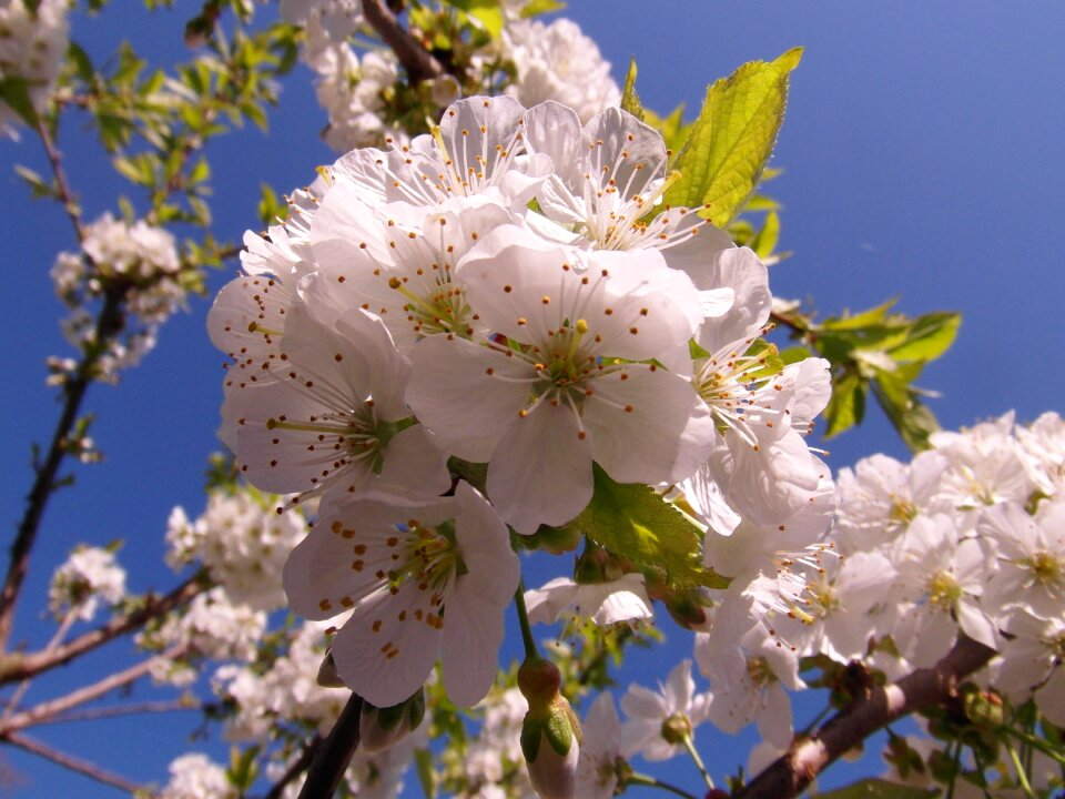 Sunny tender white photo