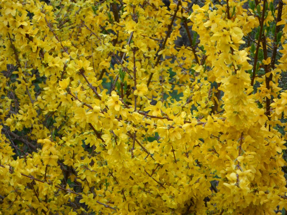 Gold lilac bloom blossom