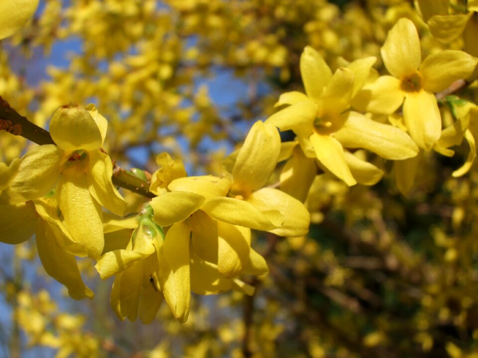 Golden bells spring park