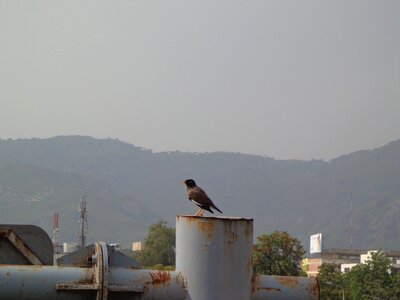 Black bird crow photo