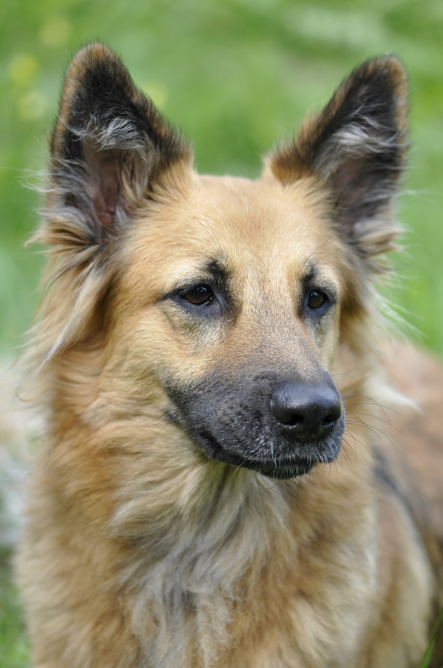 Portrait head pet