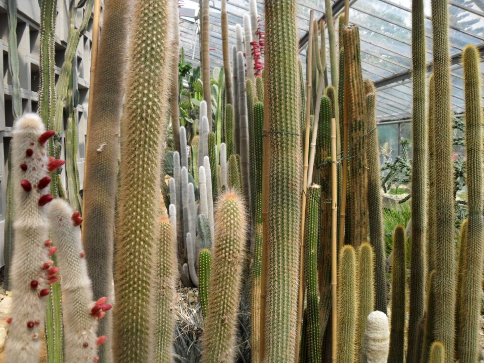 Greenhouse long high