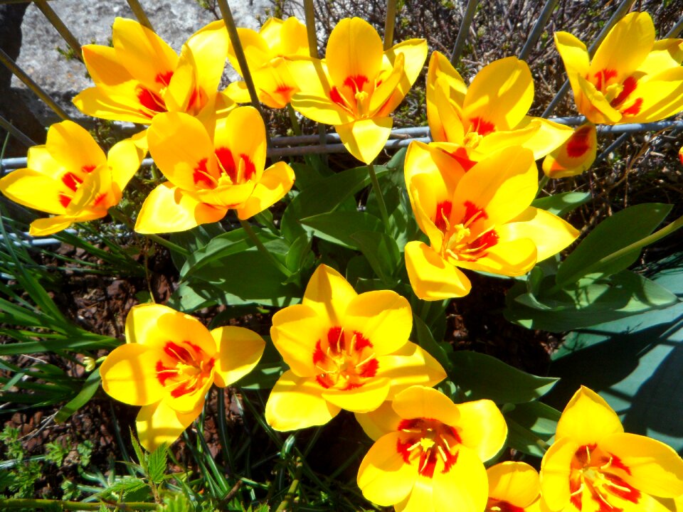 Yellow flowers early bloomer photo