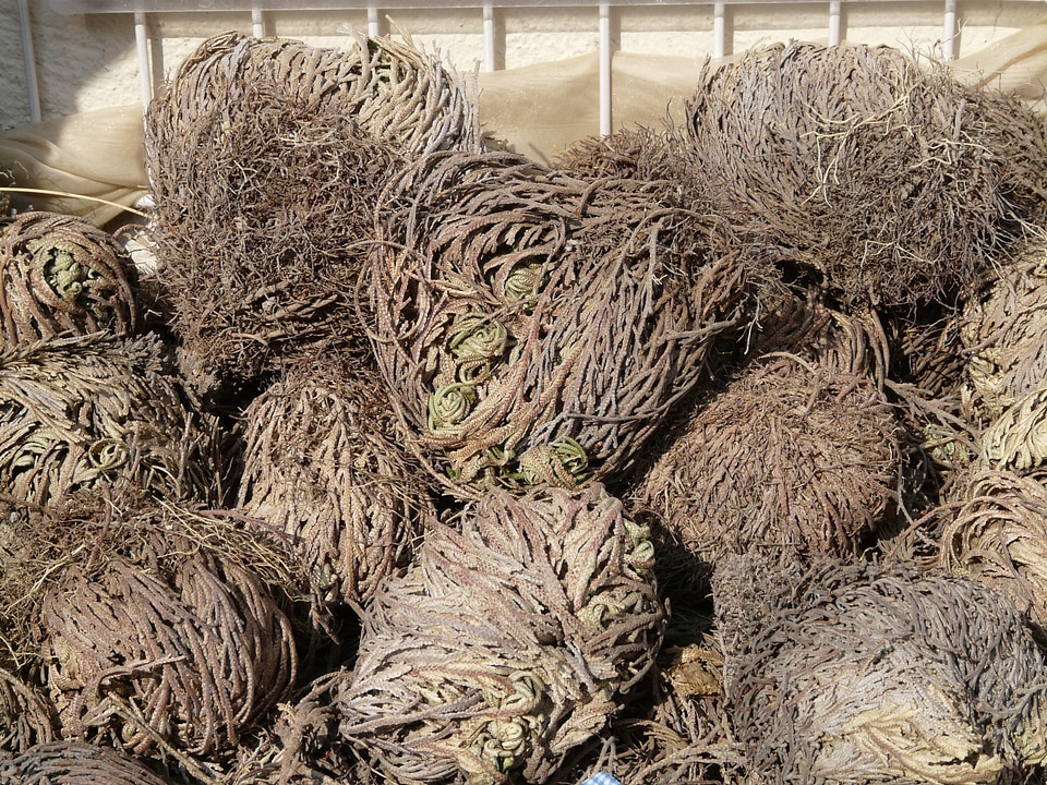 Pallenis hierochuntica false rose of jericho poikilohydren selaginoides