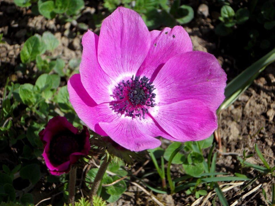 Garden blossom bloom