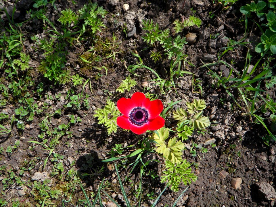 Flower bloom blossom