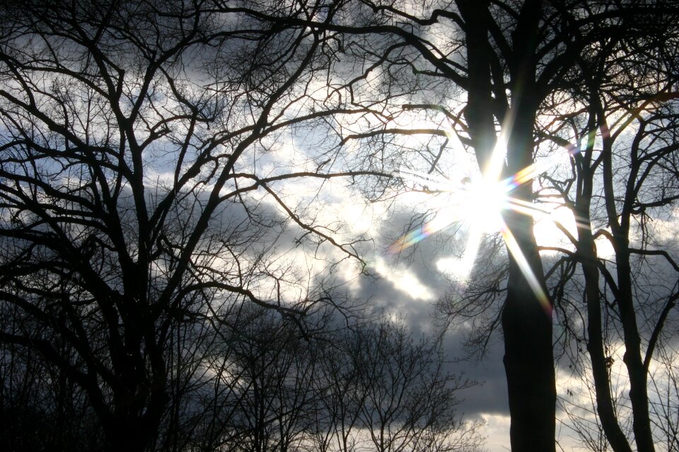 Trees backlighting sky