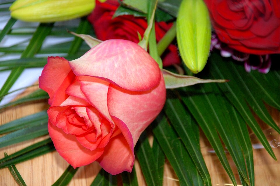 Flowers pink pink rose