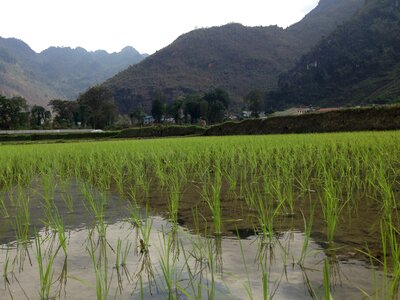 Mai chau agriculture paddy field photo