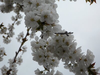 Spring blossom bloom photo