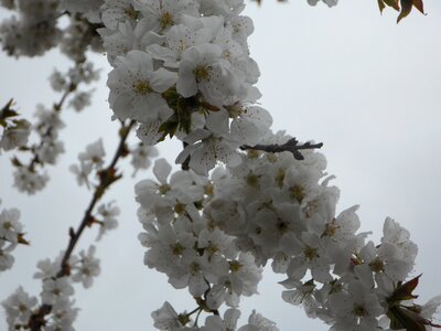 Spring blossom bloom