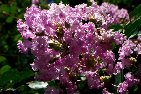 Bunch bush green