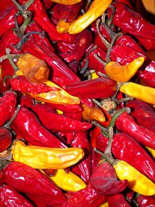 Sharp fiery csipoes