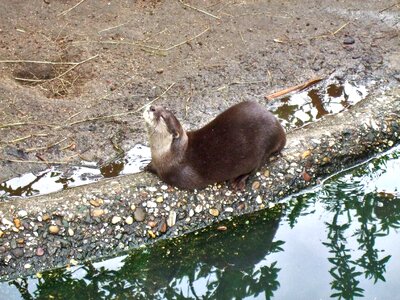 Zoo taster water