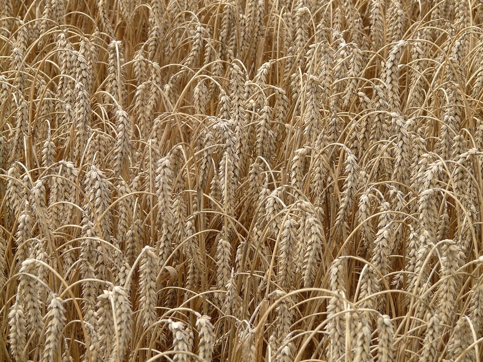 Grain field wheat field
