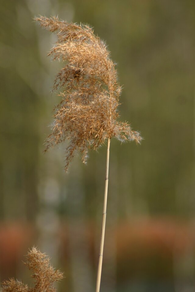 Waters wetland nature