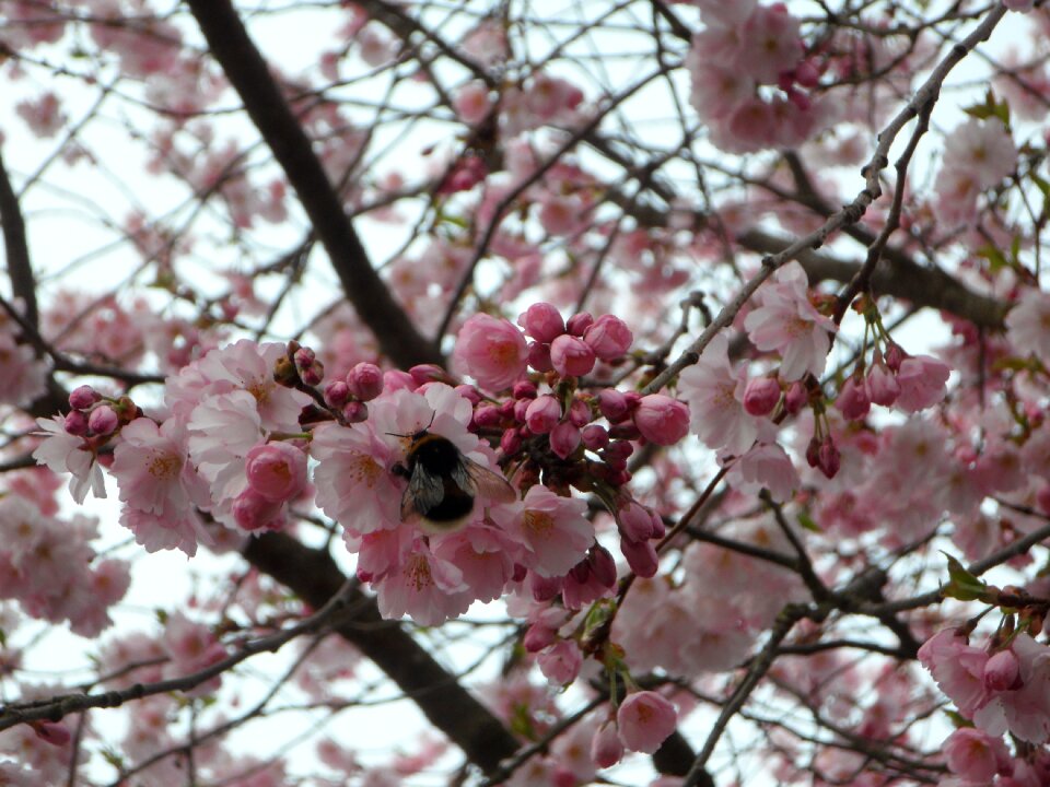 Blossom bloom close up