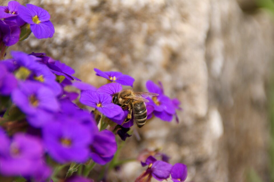 Flowers bee sprinkle