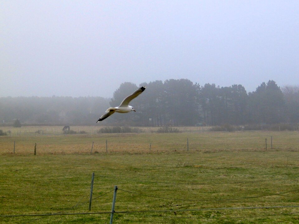 Bird flying animal