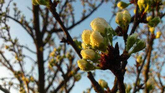 Dew flower buds flower