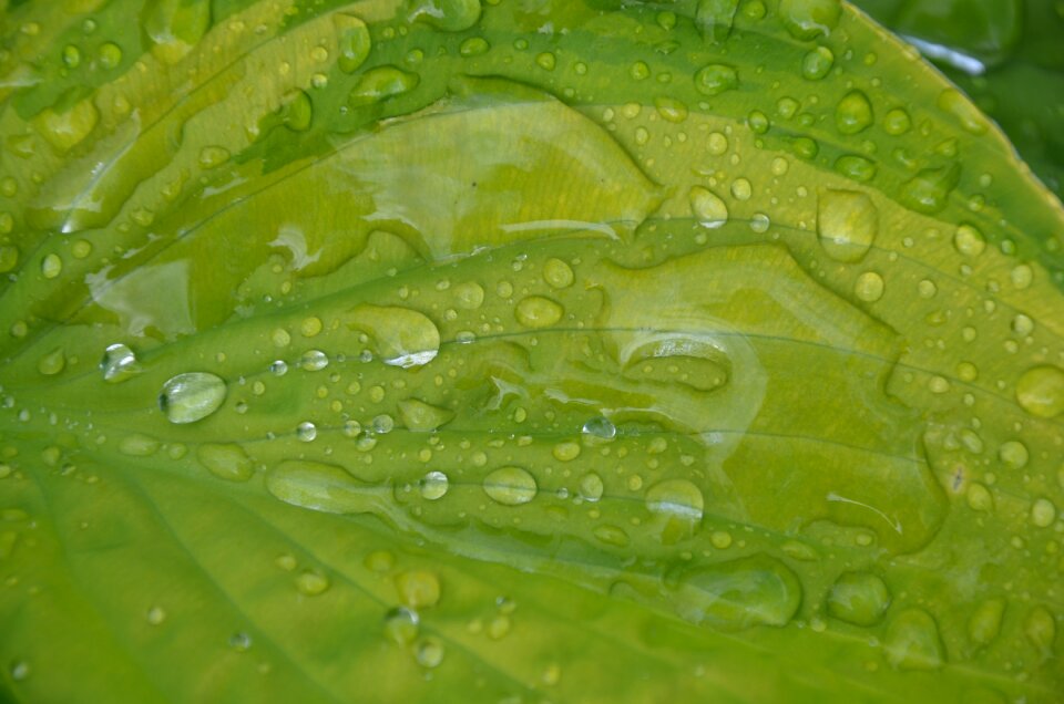 Green leaf leaves big leaf