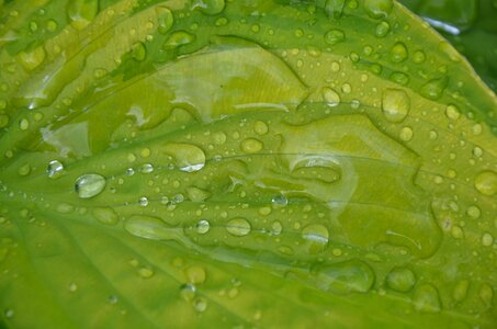 Green leaf leaves big leaf