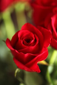 Red roses flowers natural photo