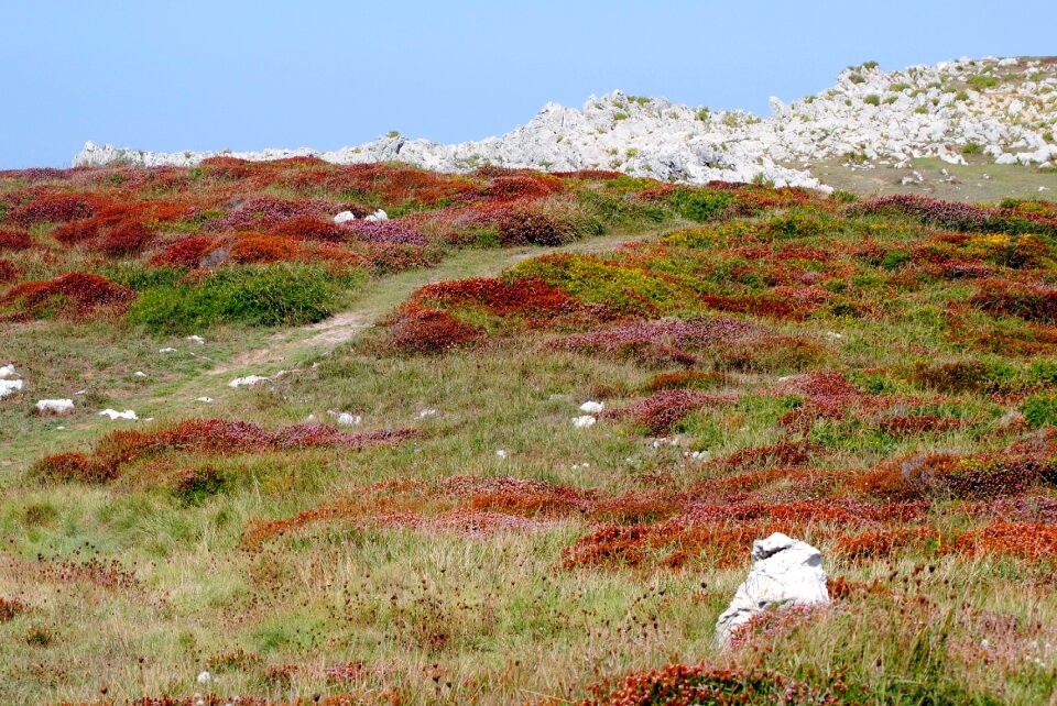 Plant nature field