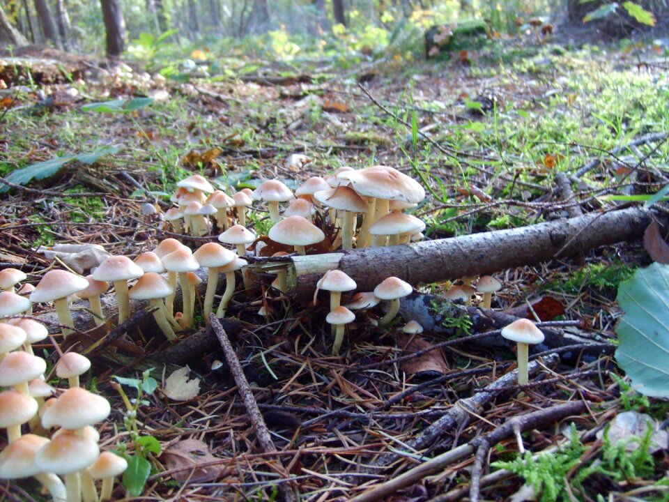 Mushroom nature autumn