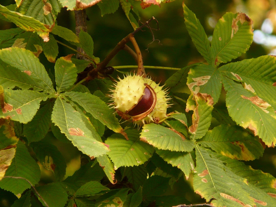 Branch leaves chestnut leaves