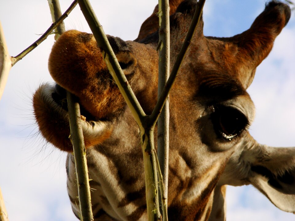 Eat zoo long jibe