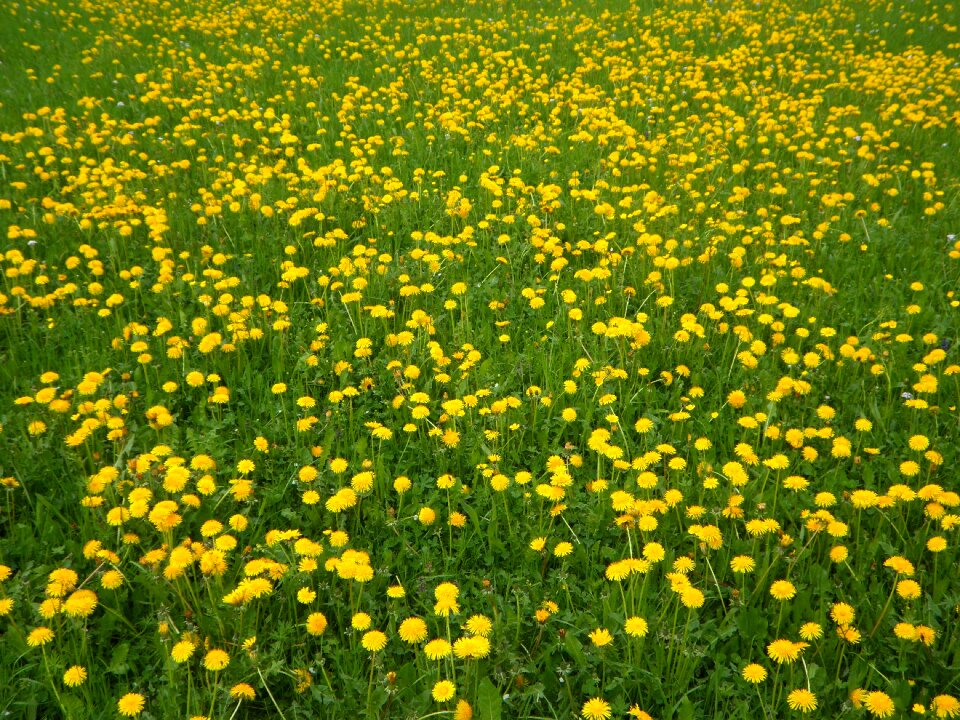 Green dandelion dandelion meadow