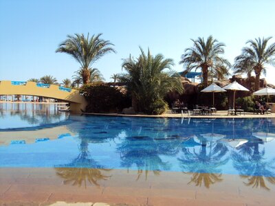 Swimming pool palm trees holiday
