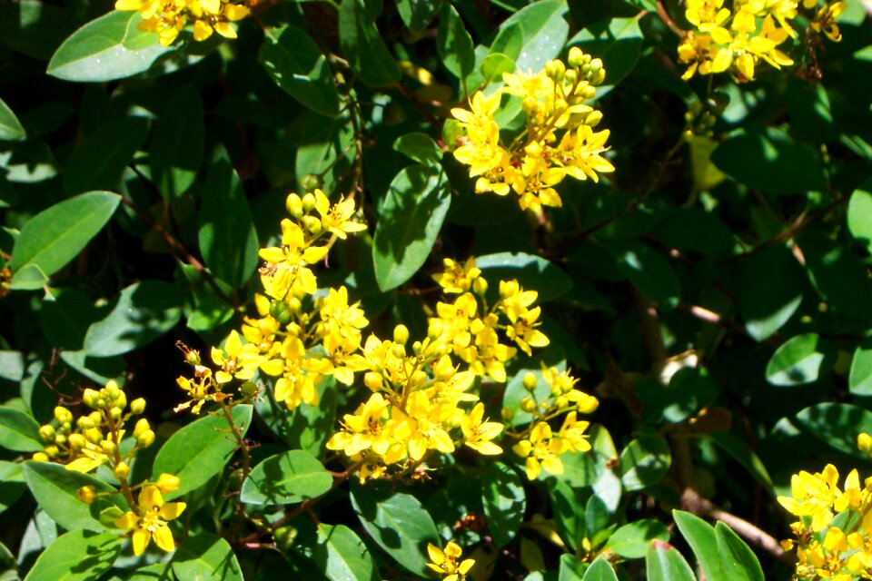 Bush green botanical garden