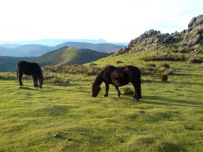 Landscape horses nature