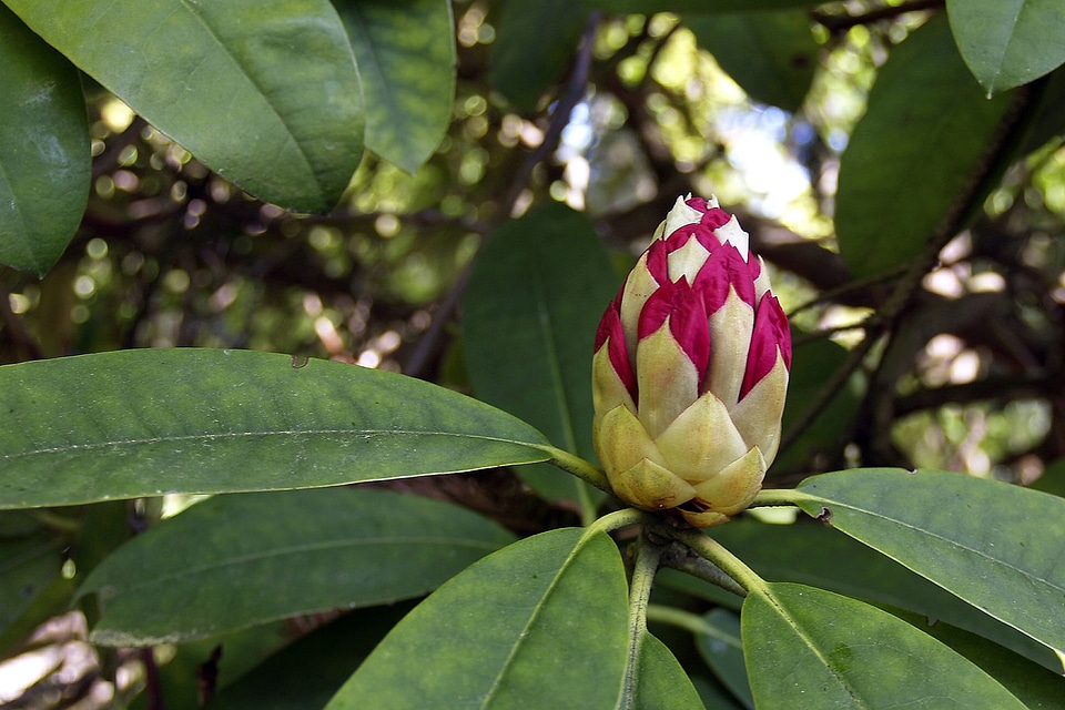 Flower bush blooming